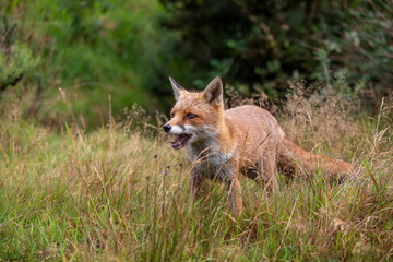Naklejka na ściany i meble red fox, vulpes vulpes, close shot of fox with head detail walking towards camera within short and long grass during a sunny day.