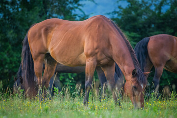 horse in the field, beautiful, pasture  © diana
