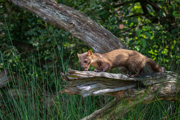 pine marten wide scene of whole body while on a branch within a wood during a sunny day.