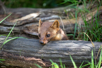 pine marten close up detail of head besides branch during a sunny day.
