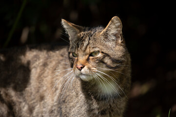 scottish wildcat adult male with facial detail caught by bright sunlight.