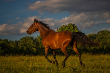 red, chestnut, black mane, horse in motion, in field, with sky, clouds, mane flowing