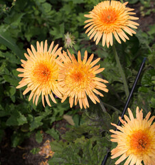 Stunning Gerbera jamesonii  Desert Sands, a species of flowering plant in the genus Gerbera or Transvaal Daisy from Africa with double bright yellow orange centered ray florets is a beautiful plant.