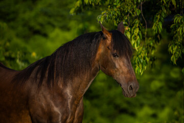 liver chestnut, bay mare, gelding, pony, horse, equine dark mane green background