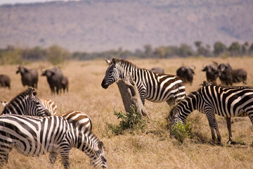 Fototapeta na wymiar Landscape in the Masai Mara of Kenya Africa