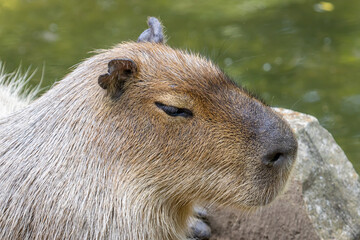 Capybara (Hydrochoerus hydrochaeris)