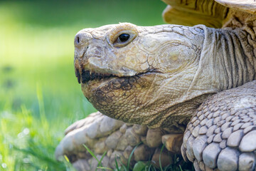 African spurred tortoise (Centrochelys sulcata)