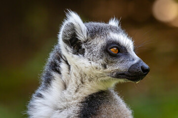 Naklejka na ściany i meble ring-tailed lemur (Lemur catta)