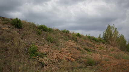 Deforested area. Felling of poplar trees.