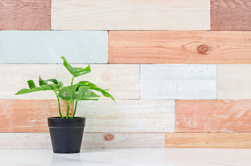 Empty wooden wallpaper top table with green plant.