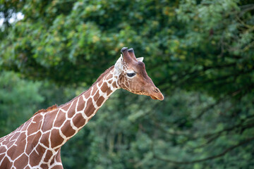 giraffe close up portrait of neck and head.