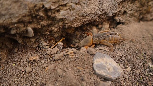 mole cricket is digging in the soil.
mole cricket in the garden.
close up of a mole cricket.
closeup mole cricket
animal, insects, insect, bugs, wildlife, wild nature, forest, woods, agriculture, farm