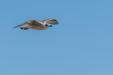 young seagull flies isolated on blue sky background