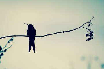 bird on a branch
