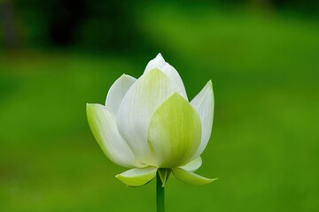 ひっそりと咲くちょうど見頃の白いハス