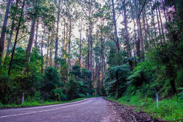 Fototapeta na wymiar Winding road beneath tall eucalyptus trees and ferns in Australia