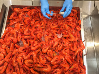 Worker hands in gloves checking temperature of prawns in a shop
