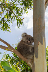 An Australian Koala Bear marsupial in a Eucalyptus tree with an eye infected with Chlamydia which is common amongst the tree dwellers.  © darkydoors