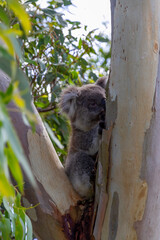 An Australian Koala Bear marsupial in a Eucalyptus tree with an eye infected with Chlamydia which is common amongst the tree dwellers. 