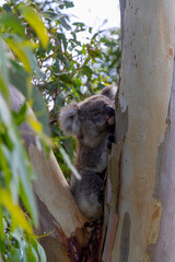 An Australian Koala Bear marsupial in a Eucalyptus tree with an eye infected with Chlamydia which is common amongst the tree dwellers. 