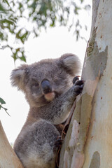 An Australian Koala Bear marsupial in a Eucalyptus tree with an eye infected with Chlamydia which is common amongst the tree dwellers. 