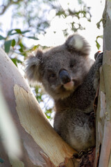 An Australian Koala Bear marsupial in a Eucalyptus tree with an eye infected with Chlamydia which is common amongst the tree dwellers. 