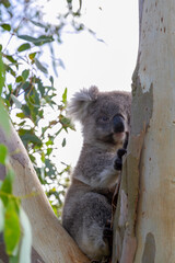An Australian Koala Bear marsupial in a Eucalyptus tree with an eye infected with Chlamydia which is common amongst the tree dwellers. 