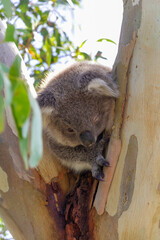 An Australian Koala Bear marsupial in a Eucalyptus tree with an eye infected with Chlamydia which is common amongst the tree dwellers. 