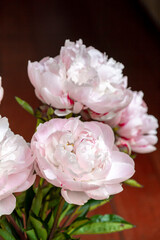 Pink peony rose flowers against a dark background