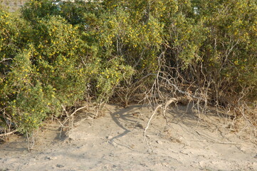 Desert scrub
