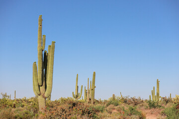 Saguaros In The Sun In Scottsdale Arizona