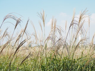 Beauty Miscanthus, Sliver grass, korea seoul haneul park.
