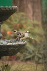 Fototapeta premium Bird on a fountain #46