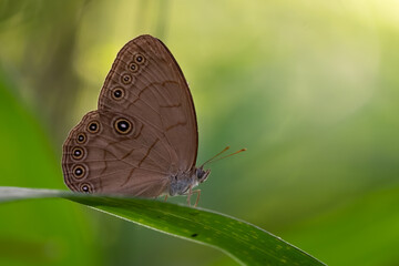 Appalachian brown or Appalachian eyed brown (Lethe appalachia) delicately perched on a cane leaf. Raleigh, North Carolina.