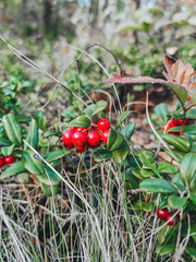 ripe lingonberry in the forest