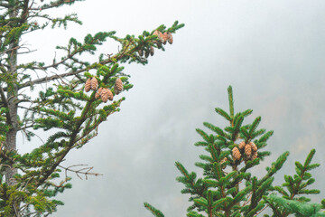 Pine Trees in the Fog