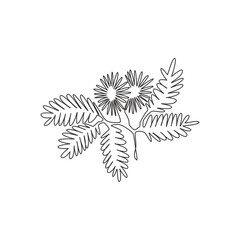 Single one line drawing of beauty fresh mimosa pudica for garden logo. Decorative of action plant concept for home wall decor art poster print. Modern continuous line draw design vector illustration