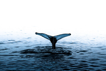 Fototapeta na wymiar Whale in Icelandic fjords