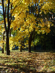 Fototapeta premium autumn in the park