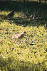 bird on the grass