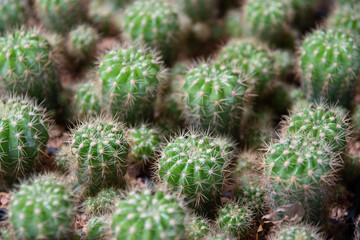 Close-up of many small cacti.