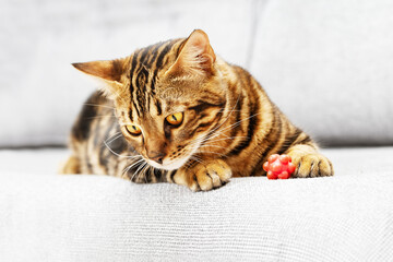 Beautiful short-haired young cat lying on bed at home, bengal cat pet with red toy ball. - Powered by Adobe