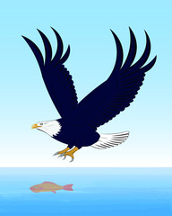 Flying Eagle - Bald Eagle catching fish drawing in vector