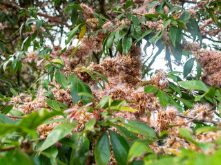 Branches Covered with Pink Flowers in the Shape of a Balloon with Points (Chrysolepis Chrysophylla)