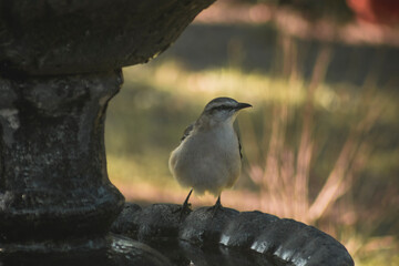 Bird on a fountain #57