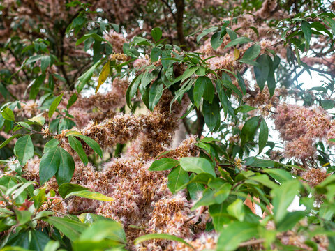 Branches Covered with Pink Flowers in the Shape of a Balloon with Points (Chrysolepis Chrysophylla)