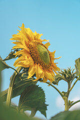sunflower in the sunny day