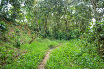 Dirt roads in the middle of the mountain