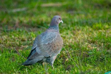 Obraz na płótnie Canvas pigeon on the grass