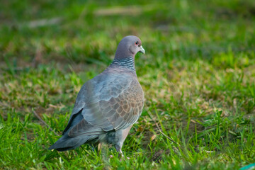 pigeon on the grass